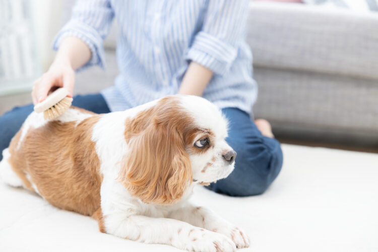 離婚したら飼っていたペットは誰が引き取る？弁護士がくわしく解説